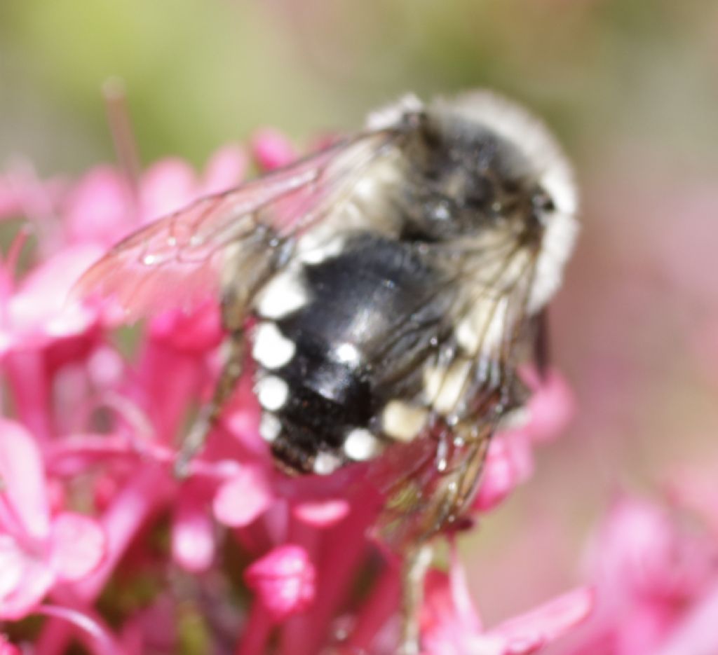 Apidae Anthophorinae: Melecta quale?... Melecta sp.